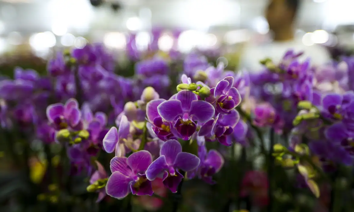 Primavera chega ao Brasil com chuva, frente fria e promessa de flores
